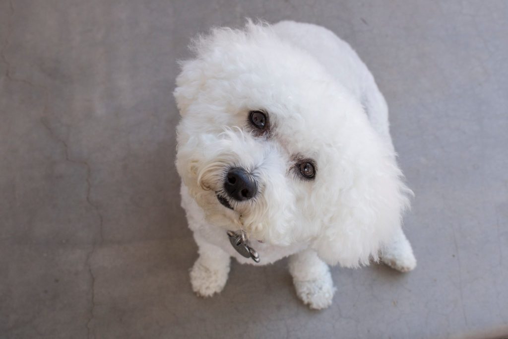 Cute white dog with head tilted to the right, looking fresh and clean after their groom